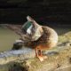 Northern shoveler, grooming