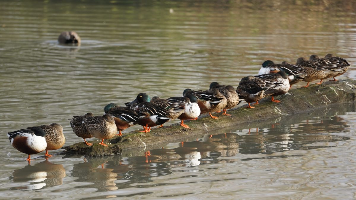 A lot of ducks on a log
