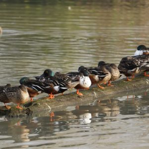 A lot of ducks on a log