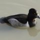 Ring-necked duck, close up