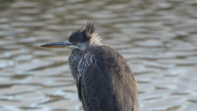Heron