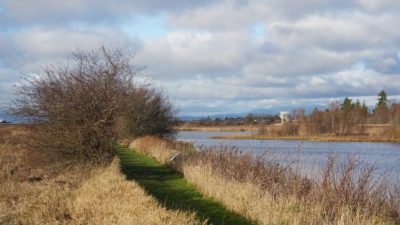 Brown dike and ponds