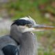 Another heron profile