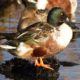 Northern shoveler grin