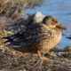 Northern shoveler female