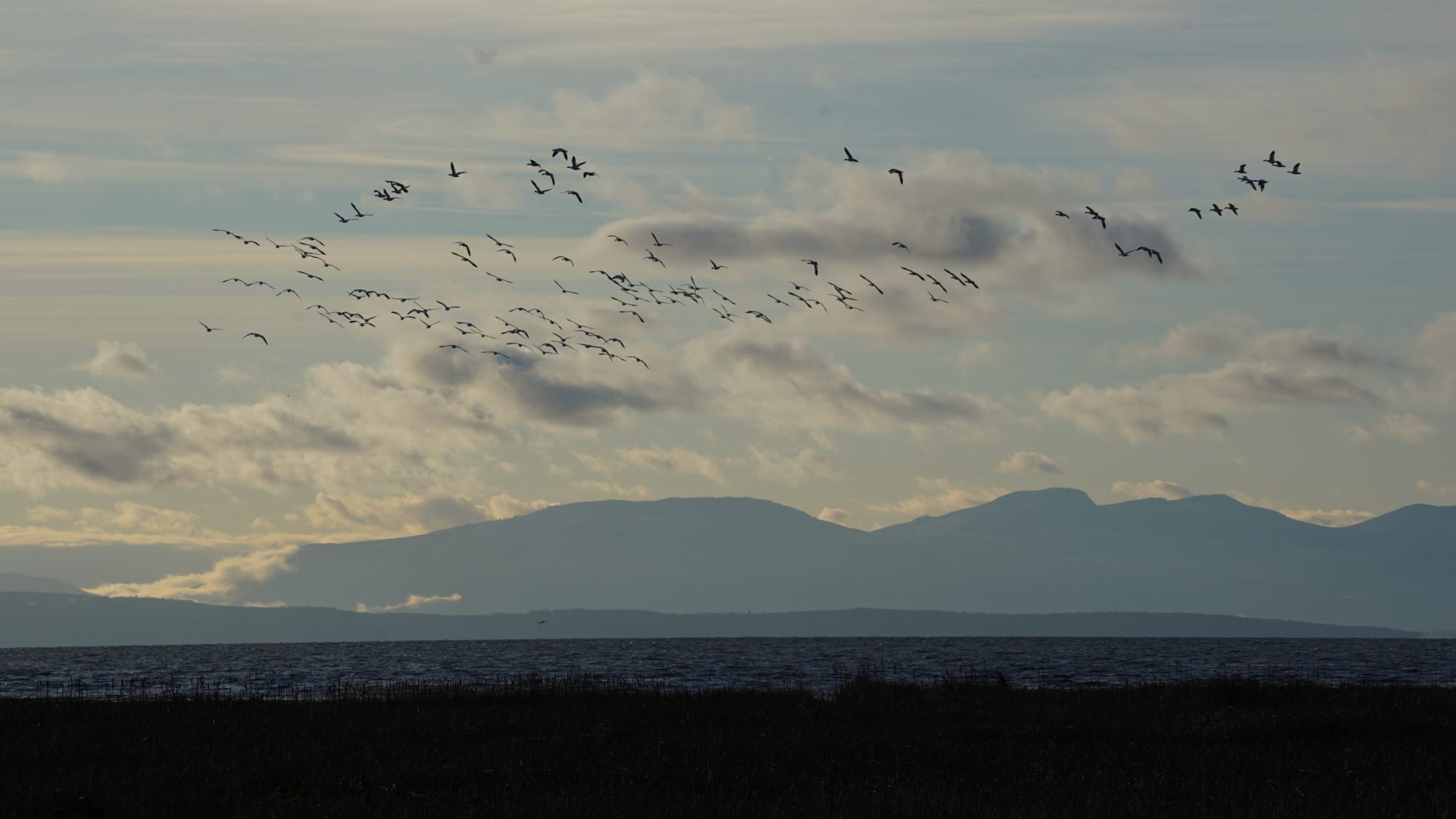 Snow geese in flight