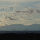 Distant snow geese