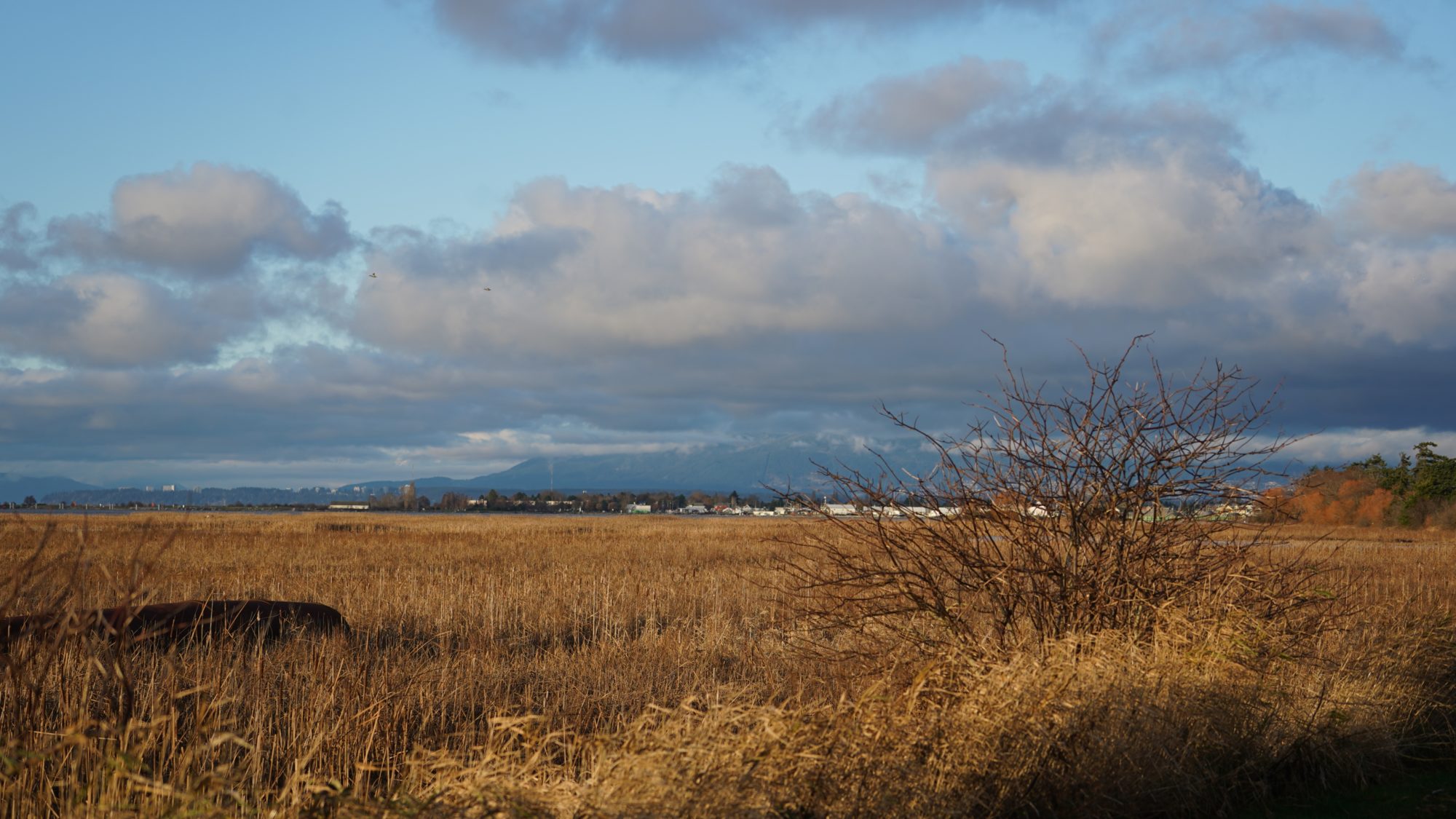 Reifel scenery