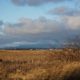 Reifel scenery, looking north
