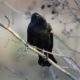 Red-winged blackbird head tilt