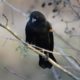 Blackbird shiny eyes