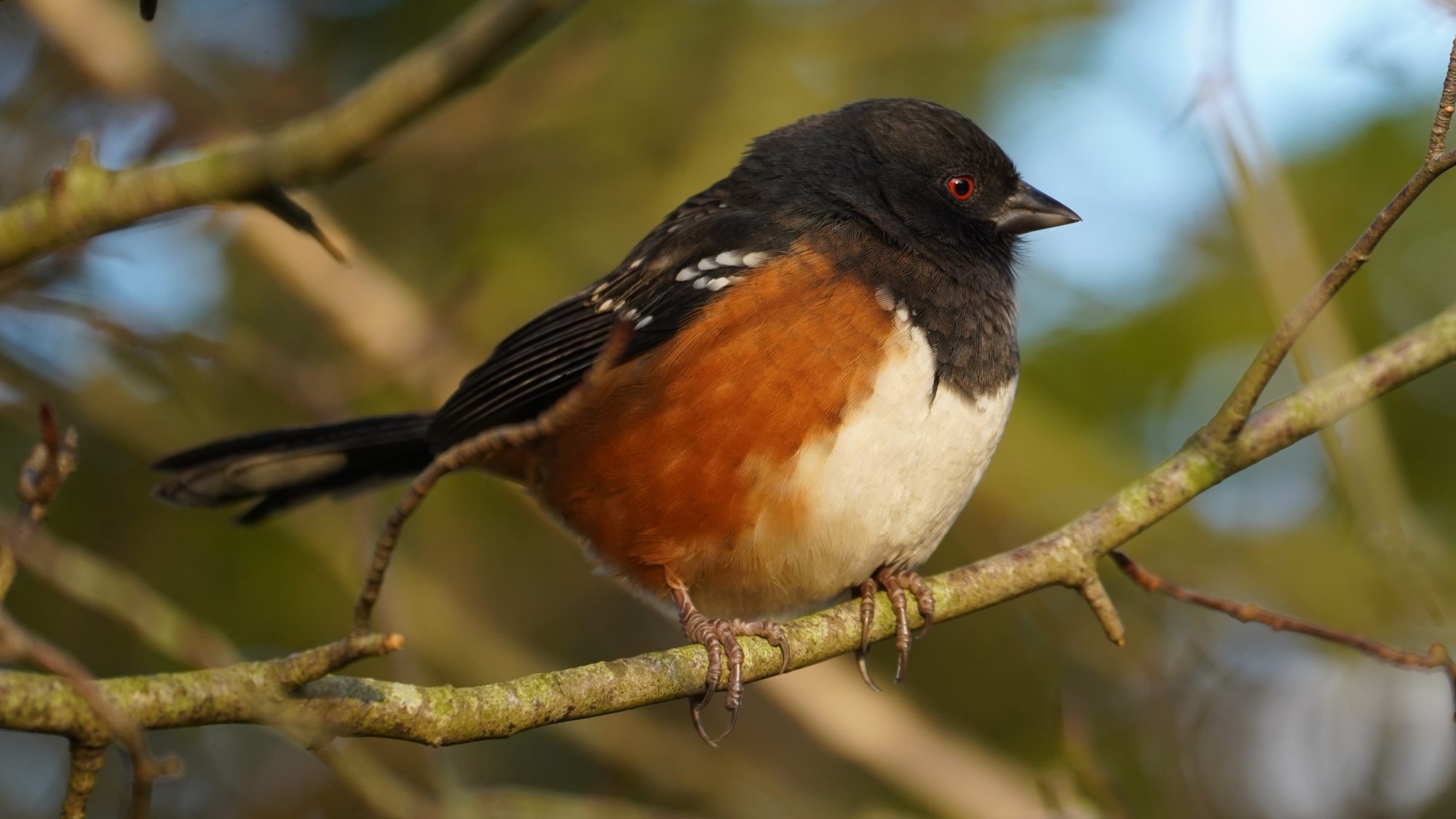 Spotted towhee