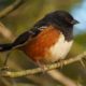 Spotted towhee, golden hour