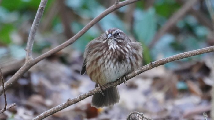 Song sparrow