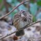 The fluffiest song sparrow