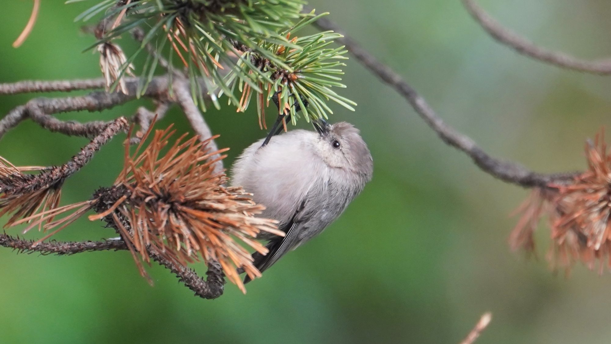 Bushtit