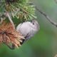 Dark-eyed bushtit