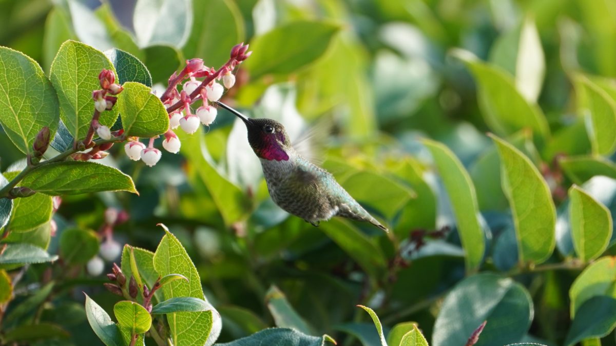 Hummingbird in flowers