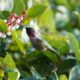 Hummingbird in flowers
