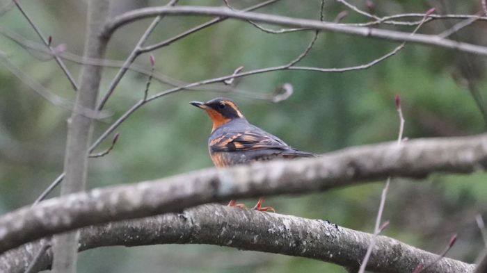 Varied thrush