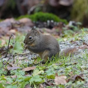 Squirrel