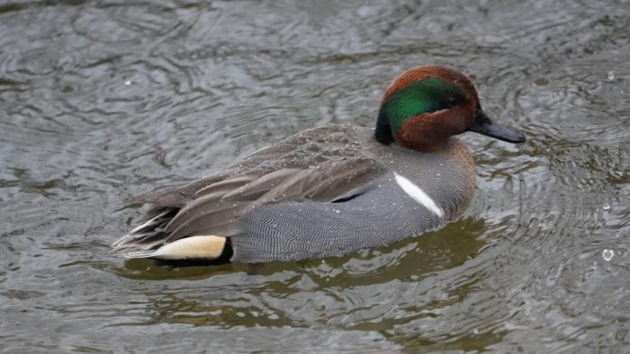 Green-winged teal