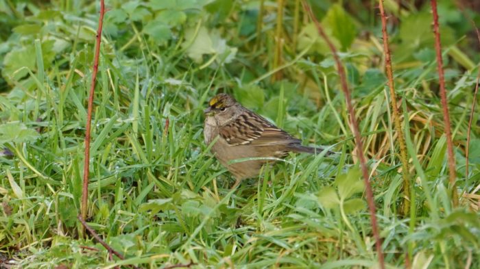 Golden-crowned sparrow