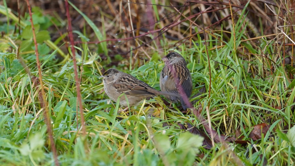 Two golden-crowned sparrows