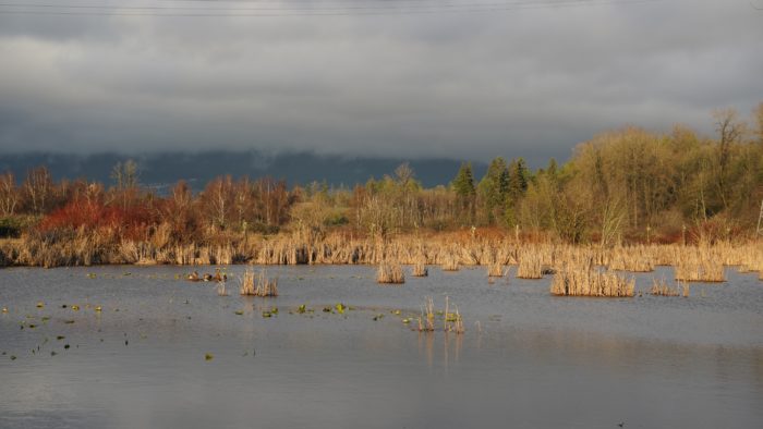 Colony Farm pond