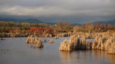 Colony Farm pond