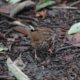 Song sparrow