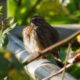 Sparrow in the shade