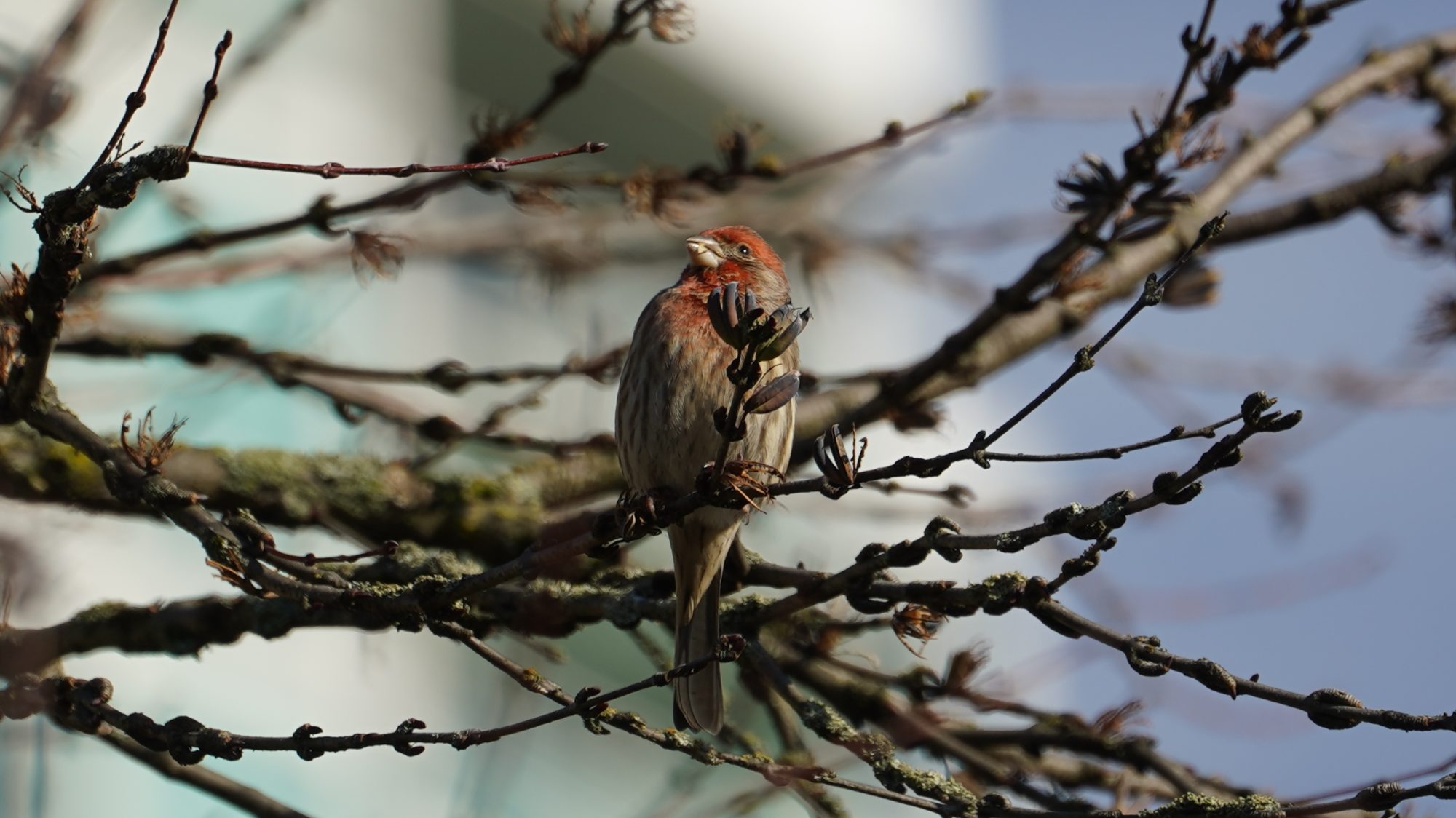 House finch