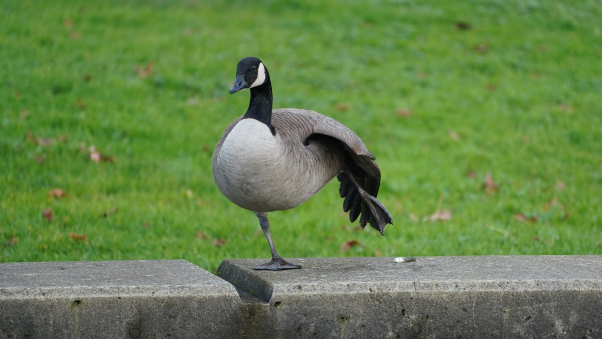 Stretching goose