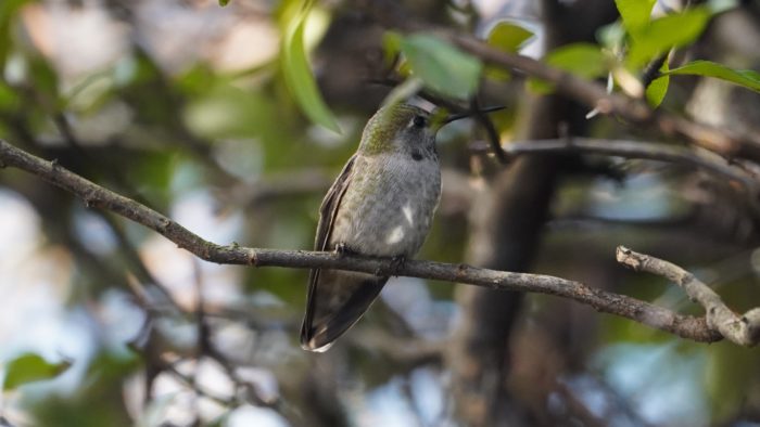 Anna's hummingbird