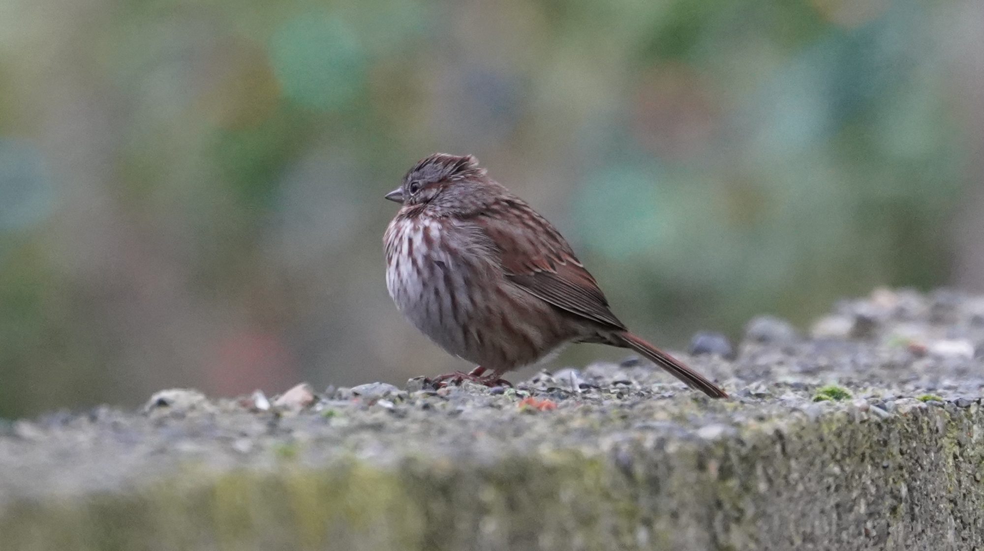 Song sparrow