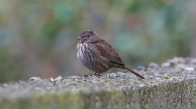 Song sparrow