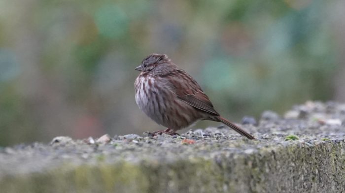 Song sparrow