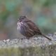 Wind-ruffled sparrow
