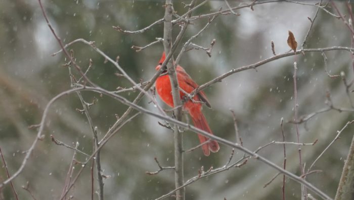 Cardinal in the snow