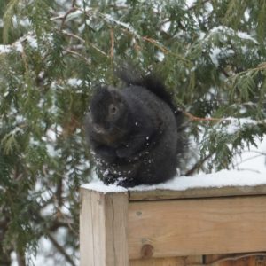 Cold squirrel