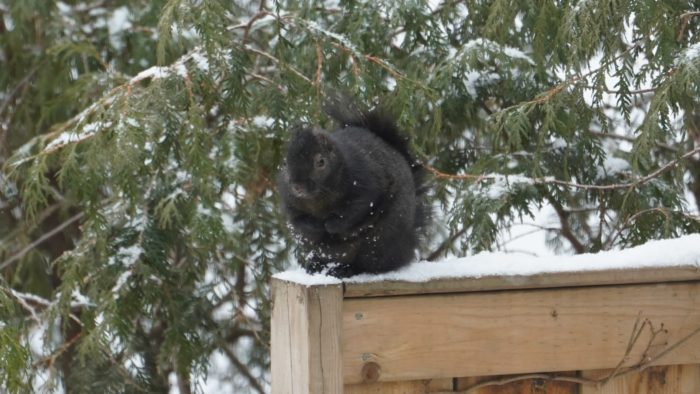 Cold squirrel