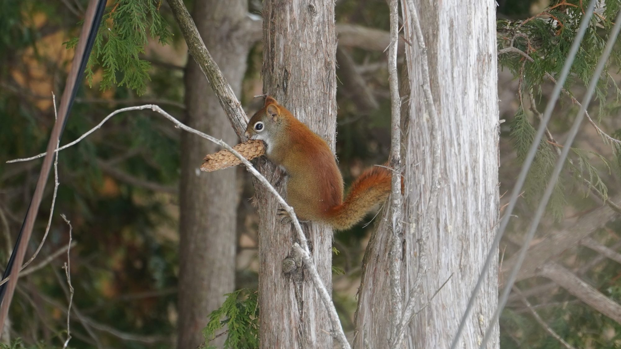 Douglas squirrel