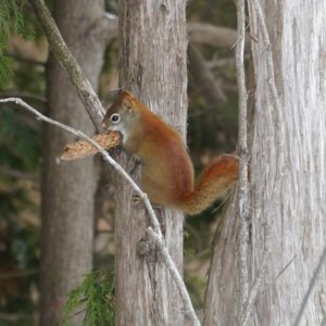 Douglas squirrel