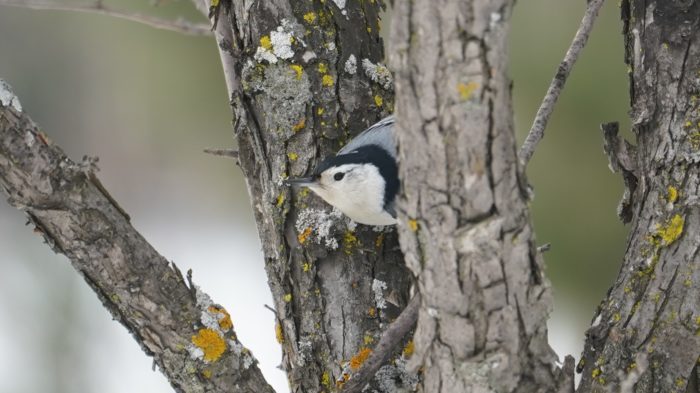 White-breasted nuthatch