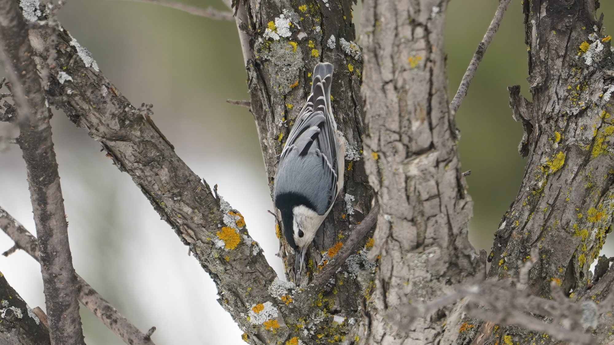 White-breasted nuthatch