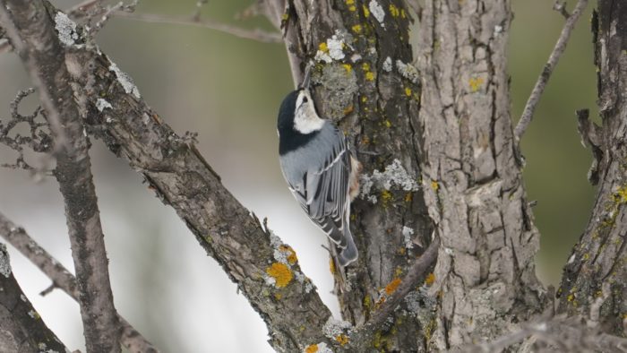 White-breasted nuthatch