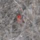 Cardinal in the bushes