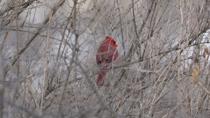 Northern cardinal