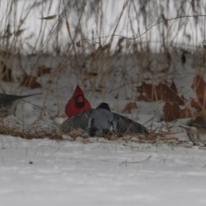 Dark-eyed juncos and cardinal
